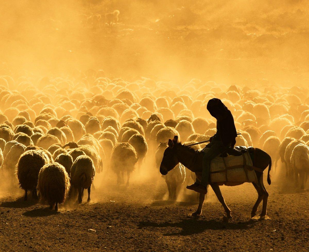 Bitlis'te koyun sürülerinin Nemrut Dağı yolculuğu