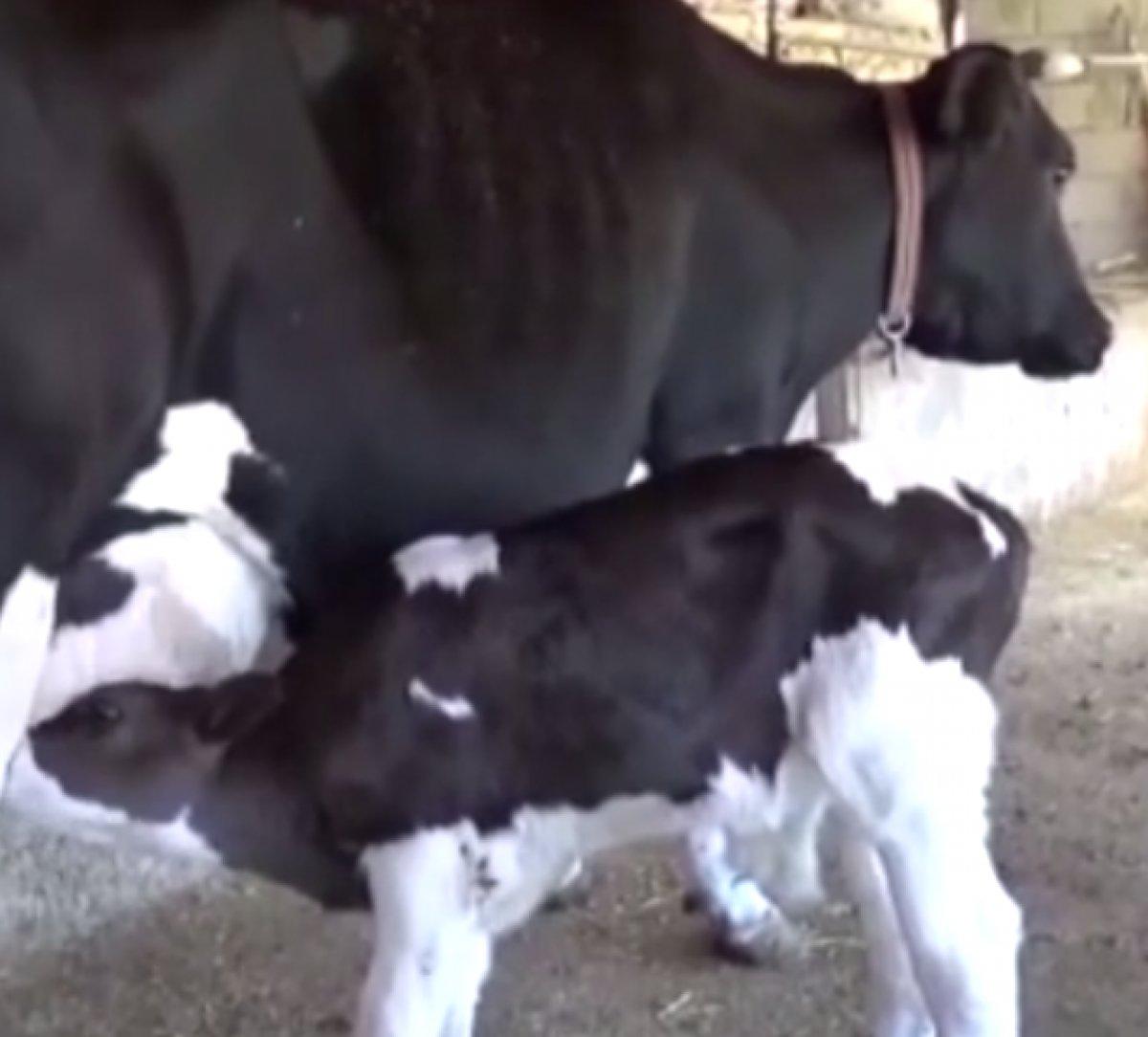 Silifke'de inek, kuyruksuz buzağı yavruladı