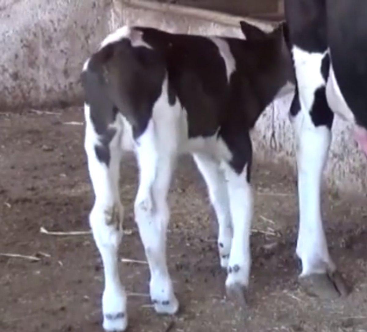 Silifke'de inek, kuyruksuz buzağı yavruladı