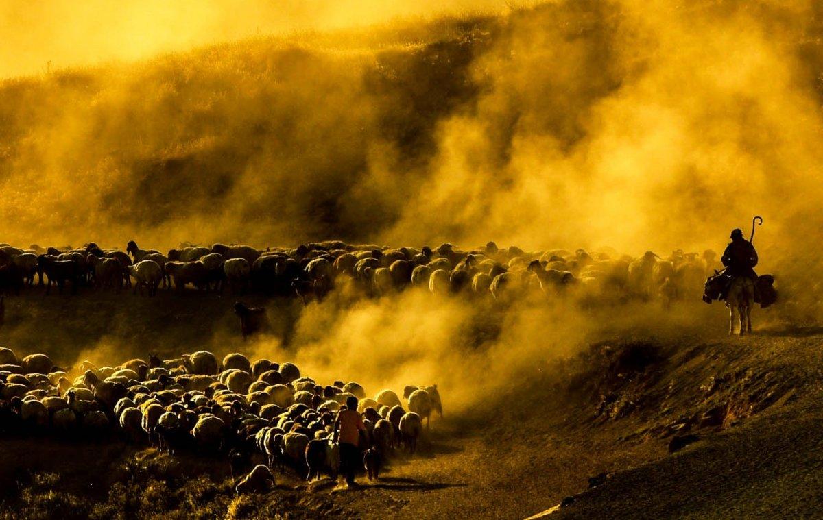 Bitlis'te koyun sürülerinin Nemrut Dağı yolculuğu