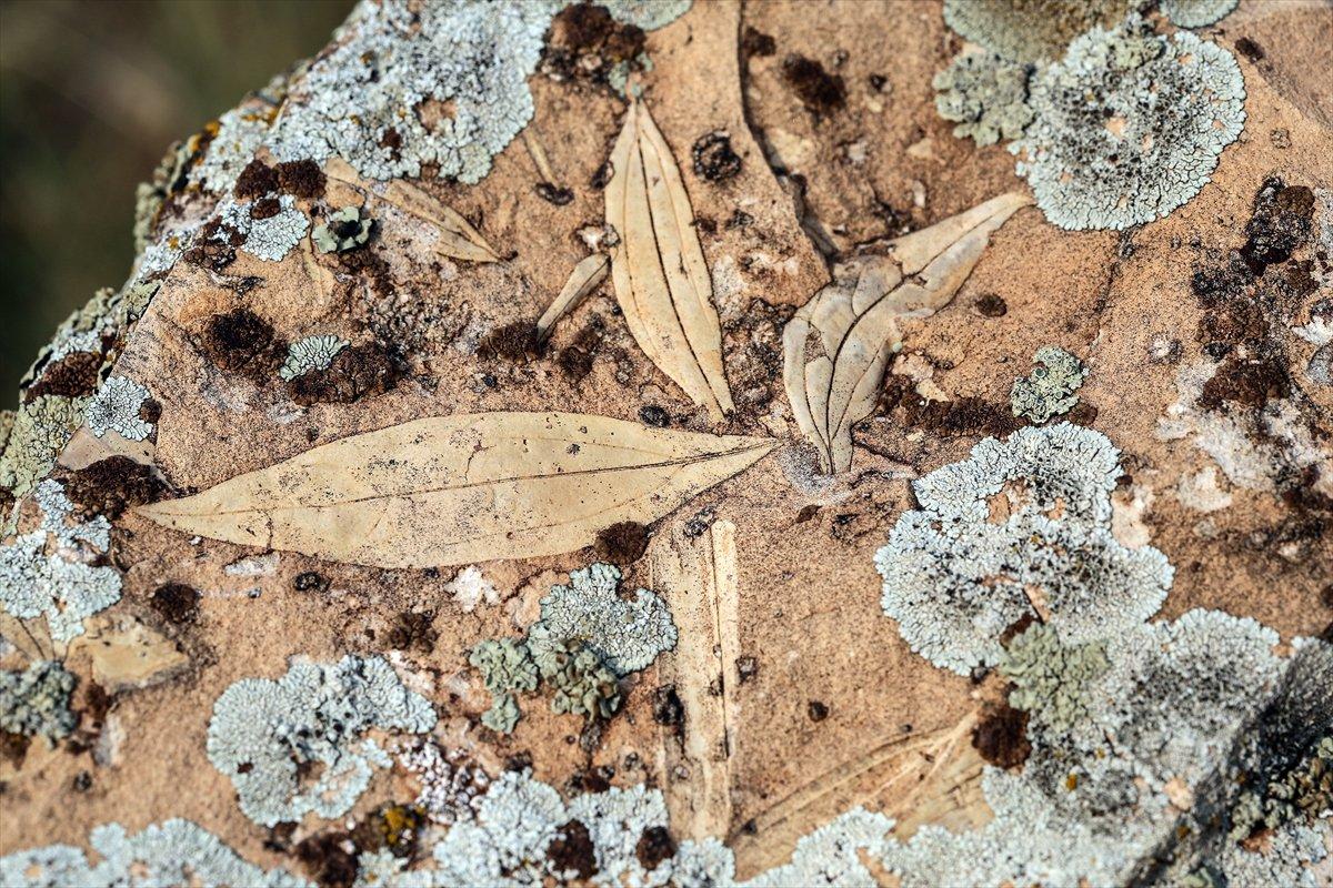 Iğdır'da bulunan yaprak fosilleri incelenmeyi bekliyor