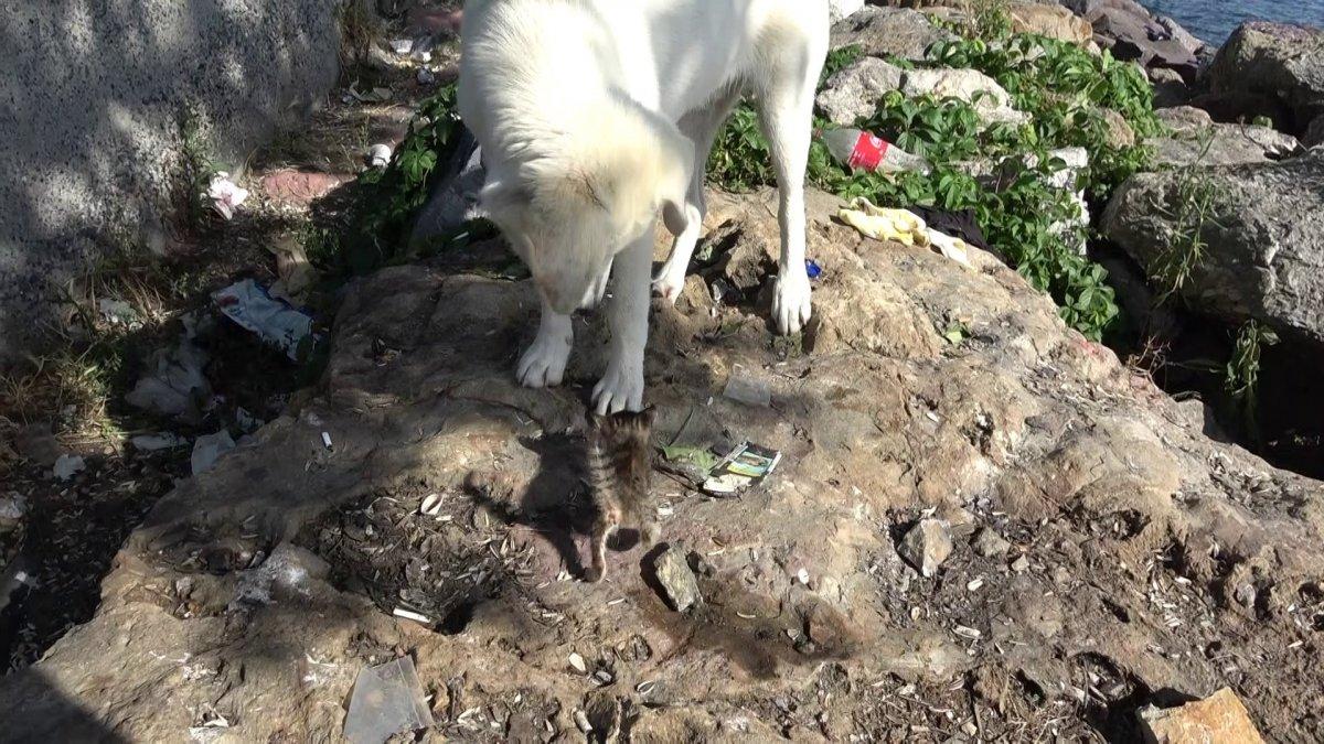 Maltepe'de, sokak köpeğinin yavru kedi ile oyunu