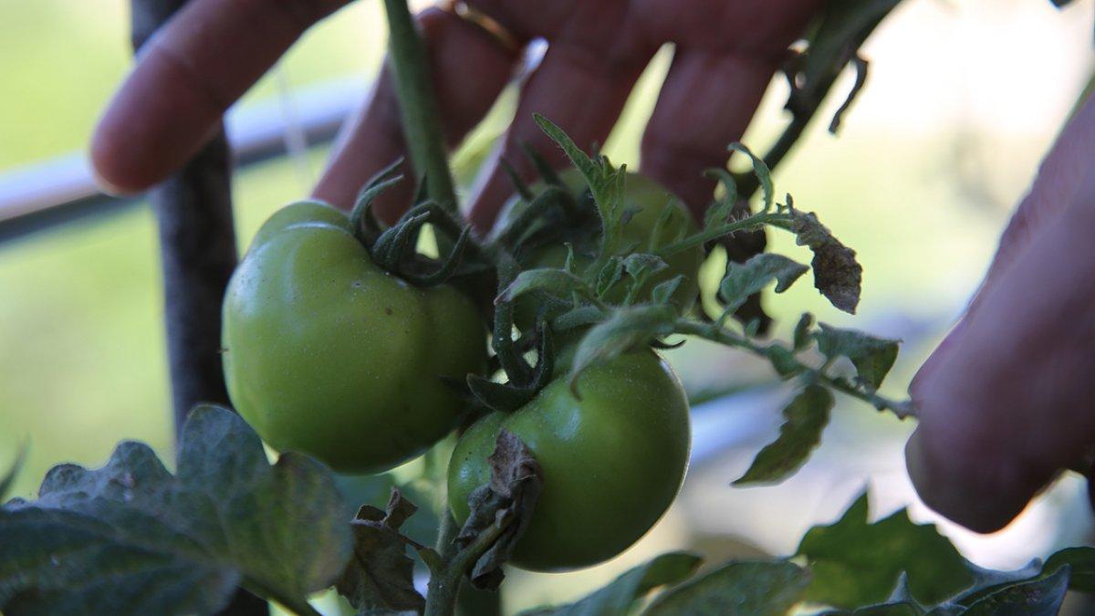 Hatay'da koronavirüs sürecinde balkonlar seraya döndü