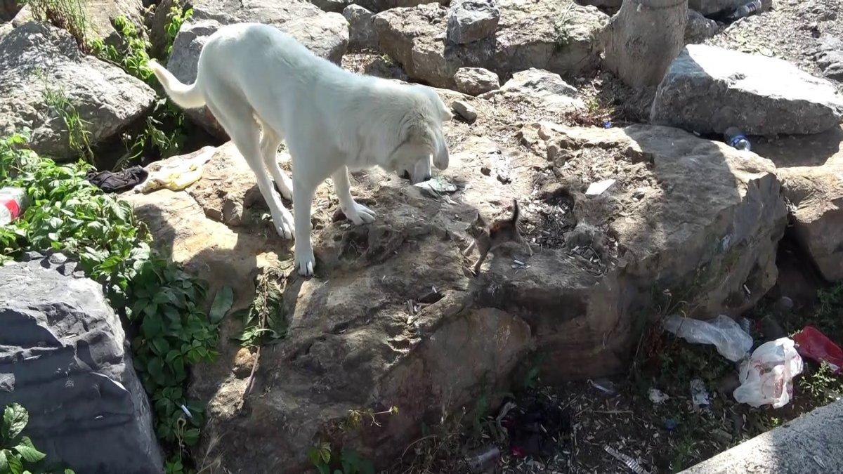Maltepe'de, sokak köpeğinin yavru kedi ile oyunu