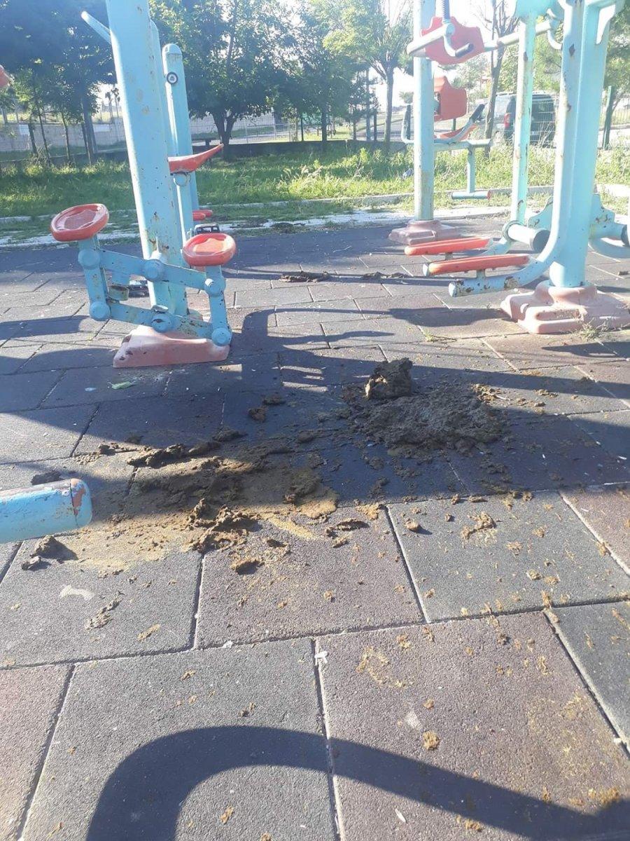 Tekirdağ'da büyükbaş hayvanlar parkı işgal etti