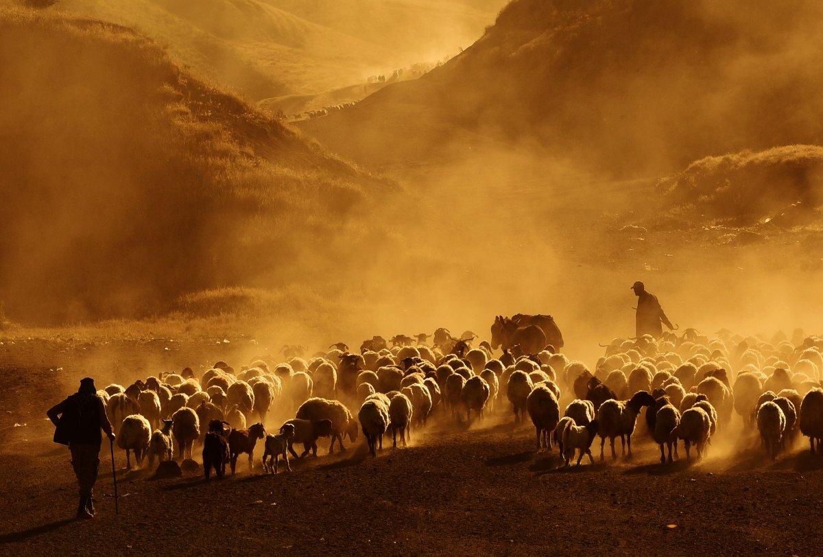 Bitlis'te koyun sürülerinin Nemrut Dağı yolculuğu