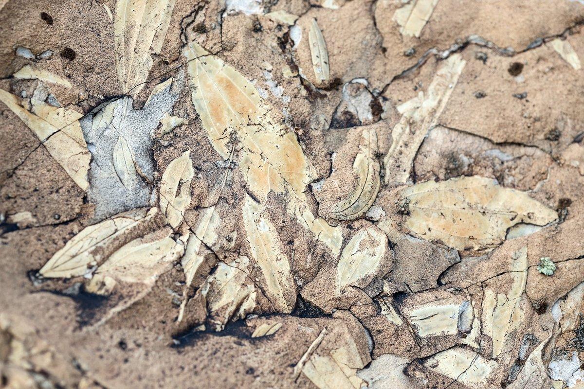 Iğdır'da bulunan yaprak fosilleri incelenmeyi bekliyor