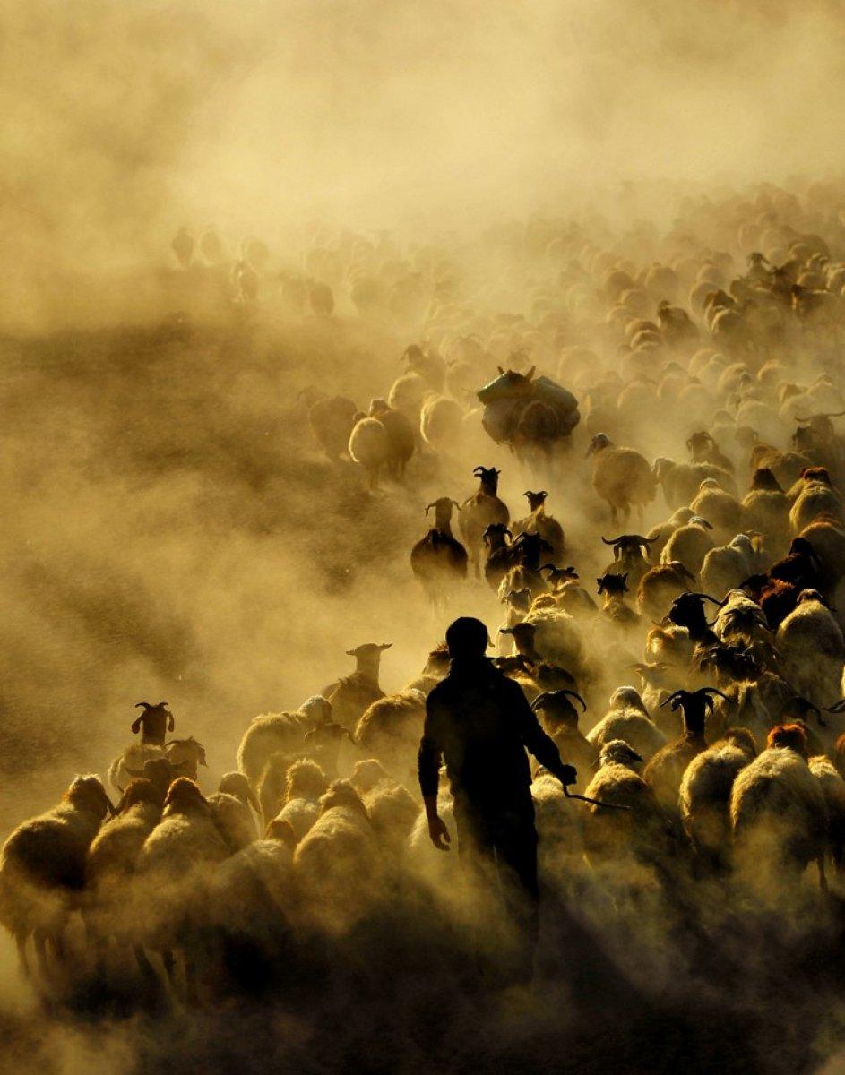 Bitlis'te koyun sürülerinin Nemrut Dağı yolculuğu