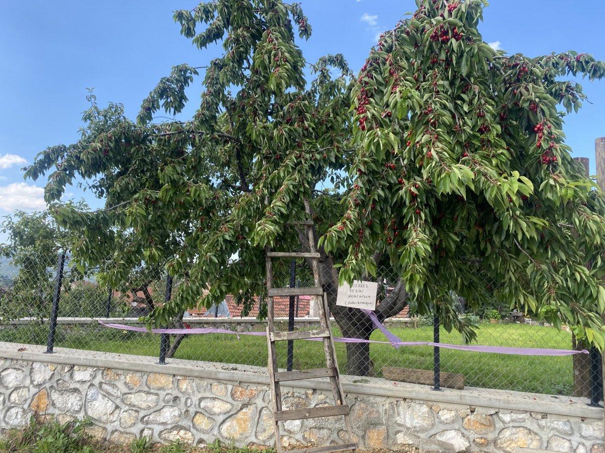 Bilecik'te ağacın altına bıraktığı not görenleri şaşırttı