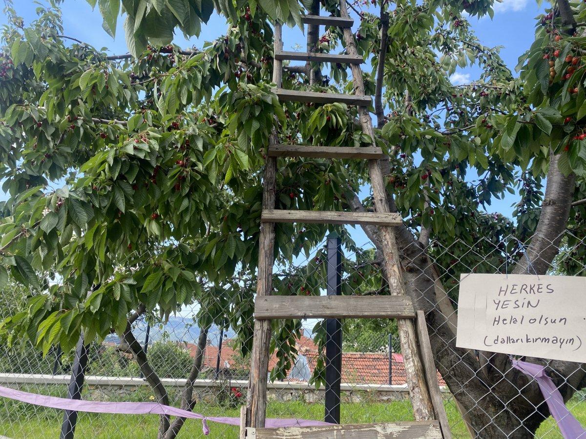 Bilecik'te ağacın altına bıraktığı not görenleri şaşırttı
