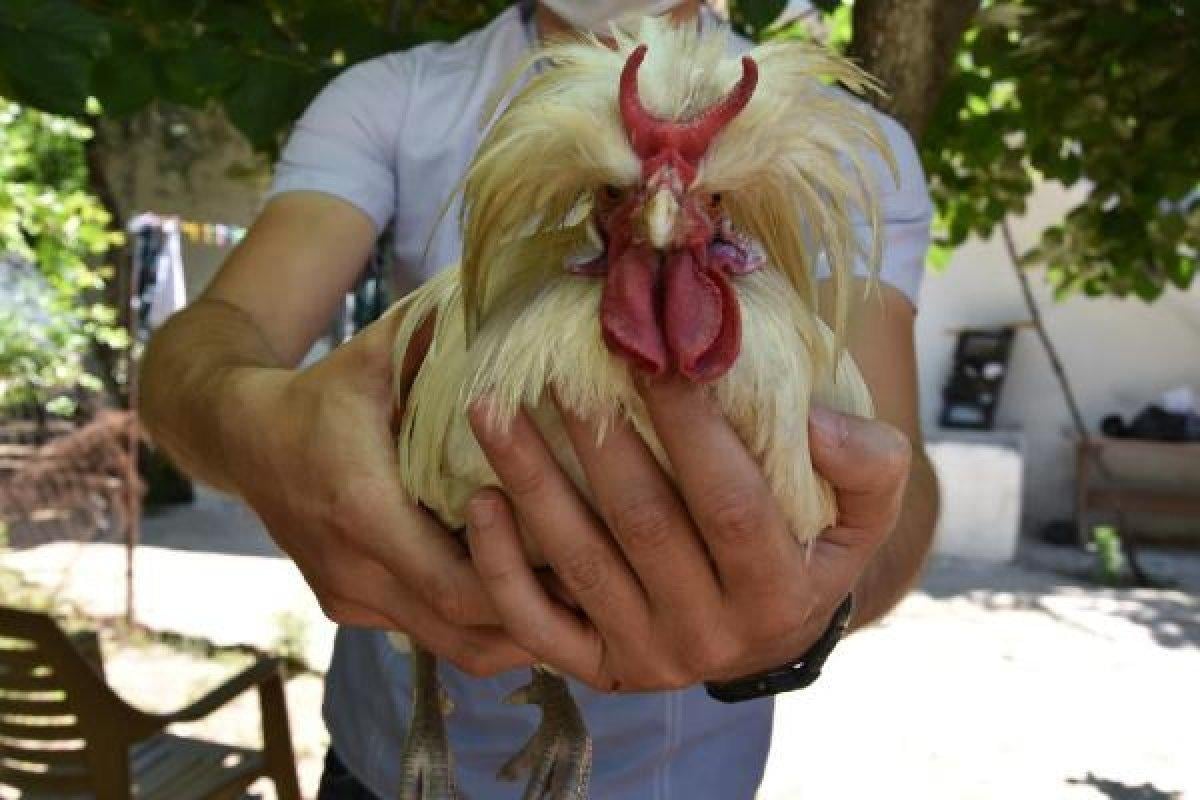 İzmir'deki boynuzlu horoz görenleri şaşırtıyor