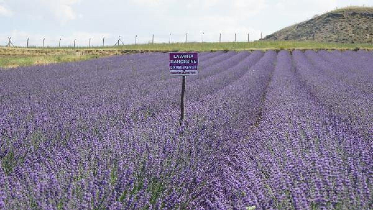 Kırıkkale'de tarlalarını lavanta bahçesine çevirdiler