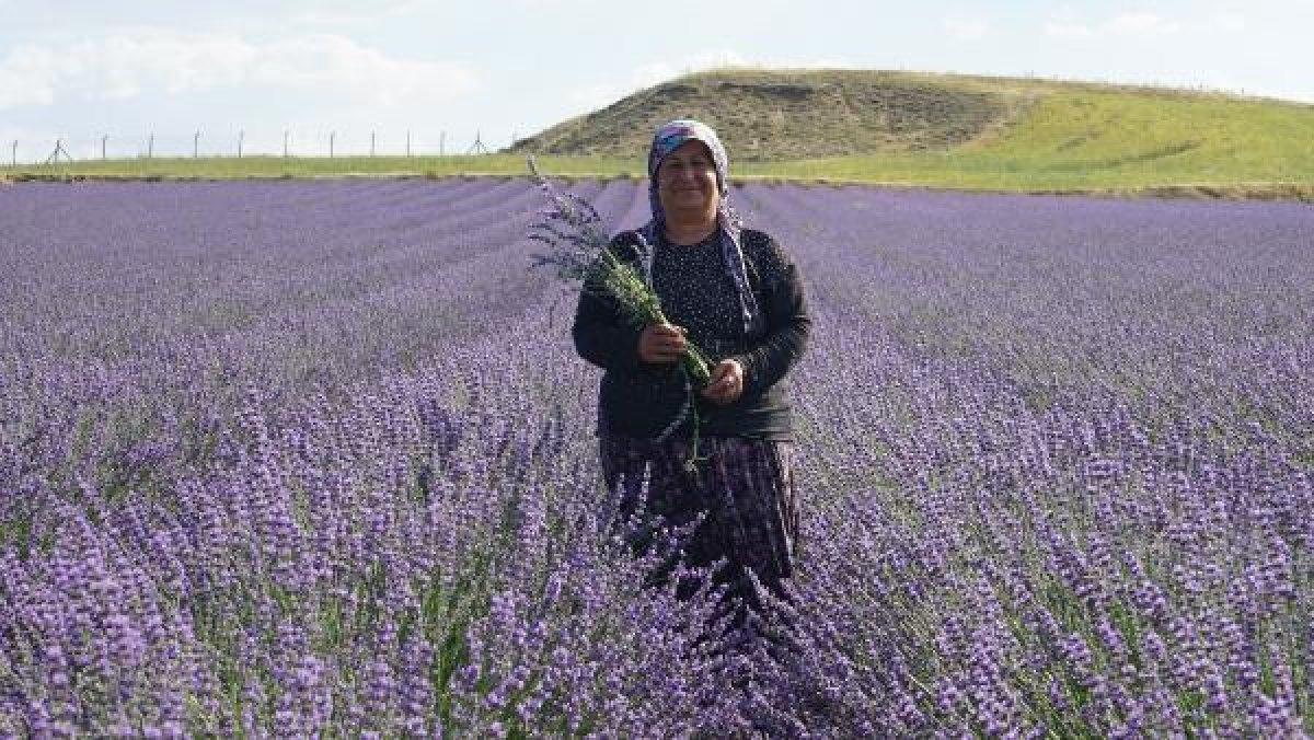 Kırıkkale'de tarlalarını lavanta bahçesine çevirdiler
