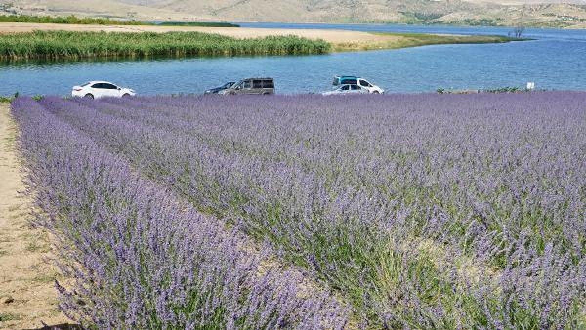 Kırıkkale'de tarlalarını lavanta bahçesine çevirdiler