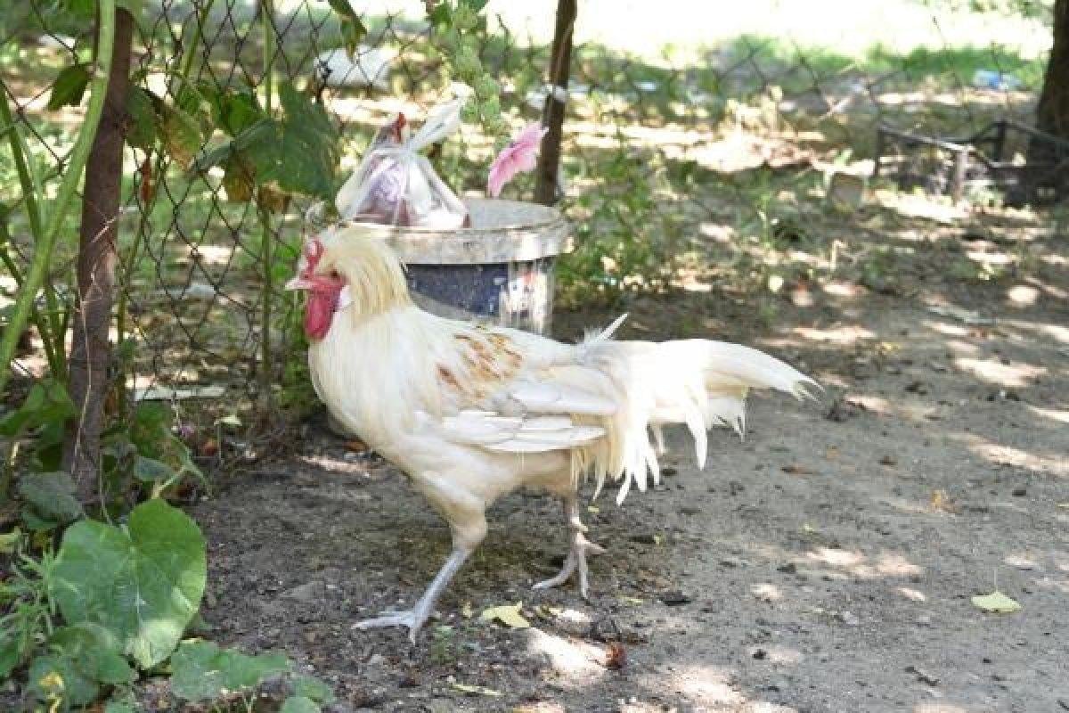 İzmir'deki boynuzlu horoz görenleri şaşırtıyor