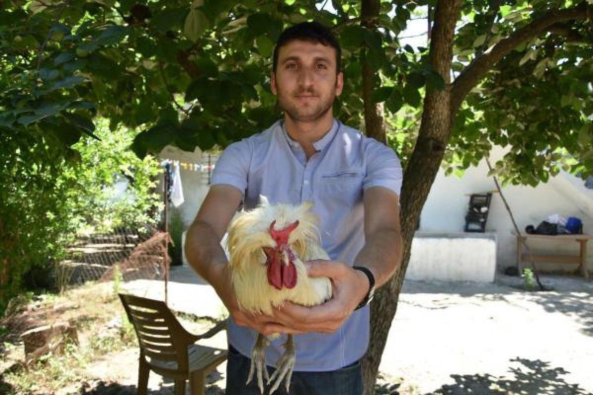 İzmir'deki boynuzlu horoz görenleri şaşırtıyor