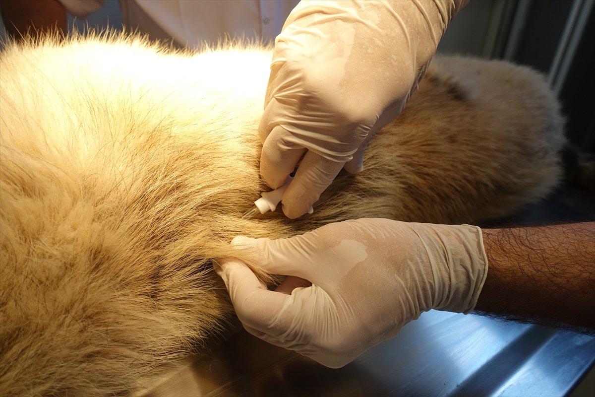 Kırklareli'nde sokak hayvanlarına mikroçip takılıyor