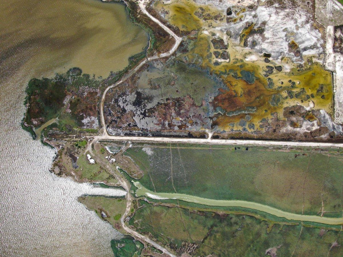 Kuş cenneti Küçükçekmece balık cehennemine döndü