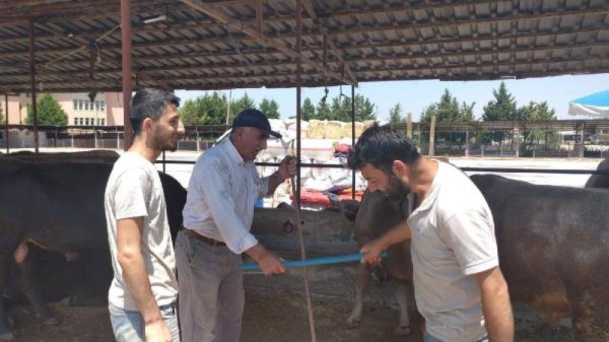 Bursa'da sosyal mesafeli hayvan pazarlığı