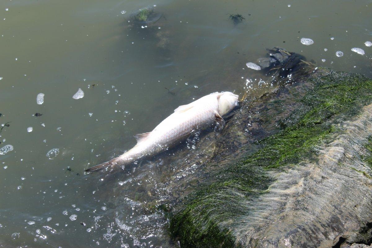 Kuş cenneti Küçükçekmece balık cehennemine döndü