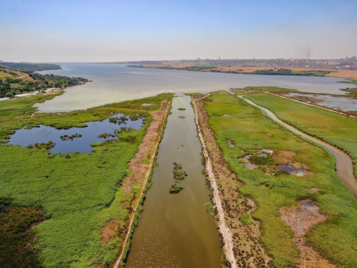 Kuş cenneti Küçükçekmece balık cehennemine döndü