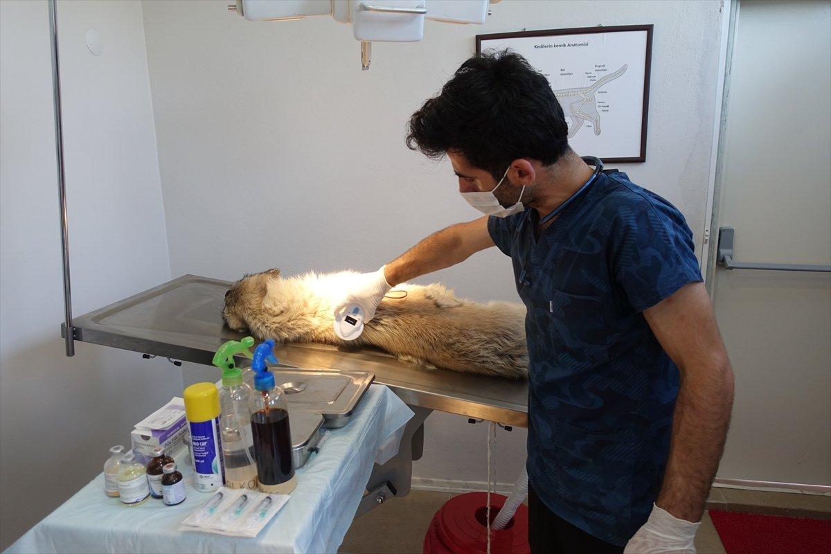 Kırklareli'nde sokak hayvanlarına mikroçip takılıyor