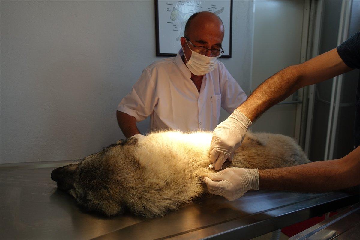Kırklareli'nde sokak hayvanlarına mikroçip takılıyor