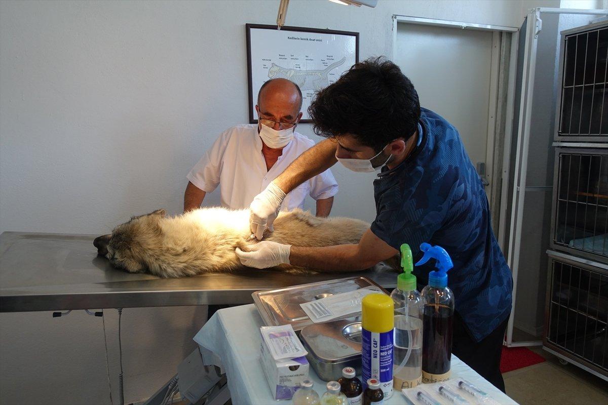 Kırklareli'nde sokak hayvanlarına mikroçip takılıyor