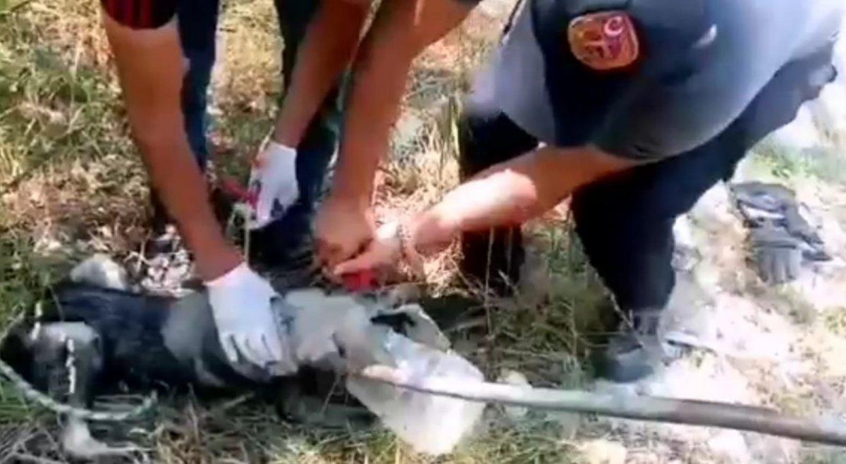 Van'da başı bidona sıkışan köpeğin imdadına yetiştiler