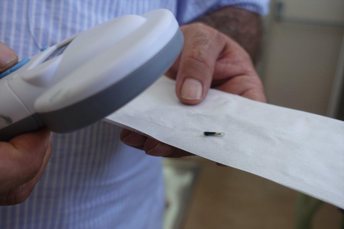 Kırklareli'nde sokak hayvanlarına mikroçip takılıyor