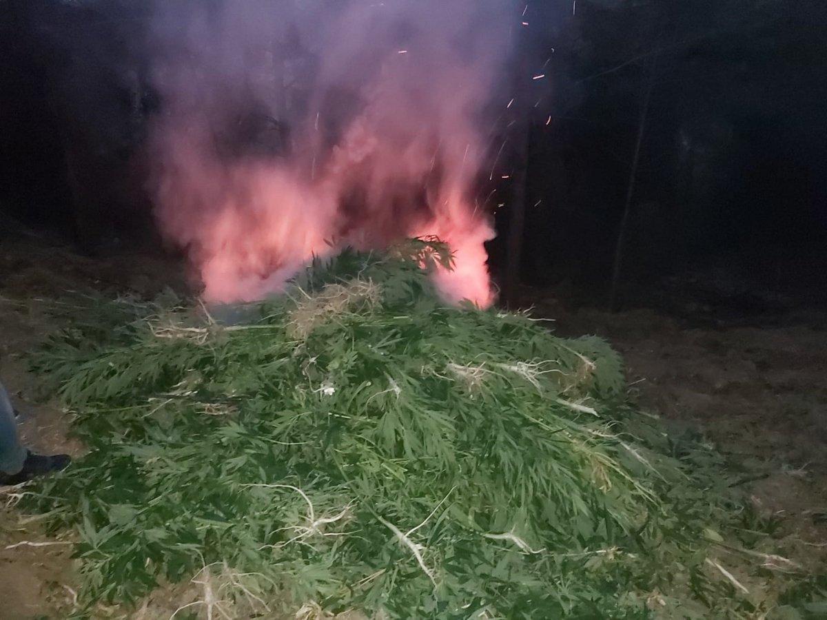 Hatay'da ormanlık alanı kenevir tarlasına çevirdiler