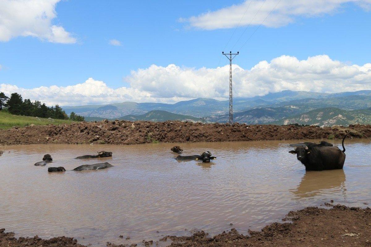 Ordu'da mandaların göldeki görüntüsü Afrika'yı aratmıyor