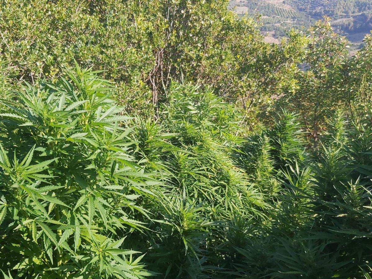 Hatay'da ormanlık alanı kenevir tarlasına çevirdiler