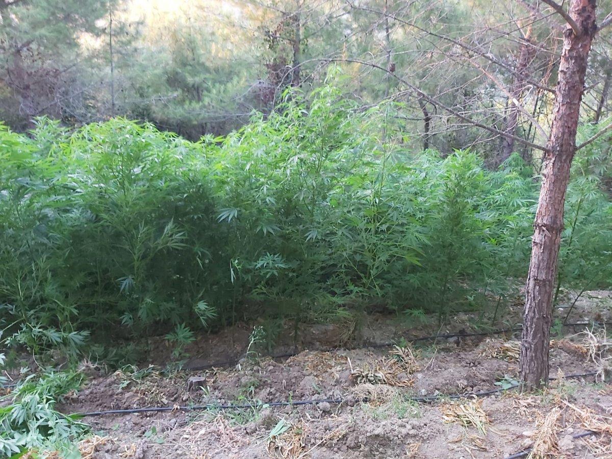 Hatay'da ormanlık alanı kenevir tarlasına çevirdiler