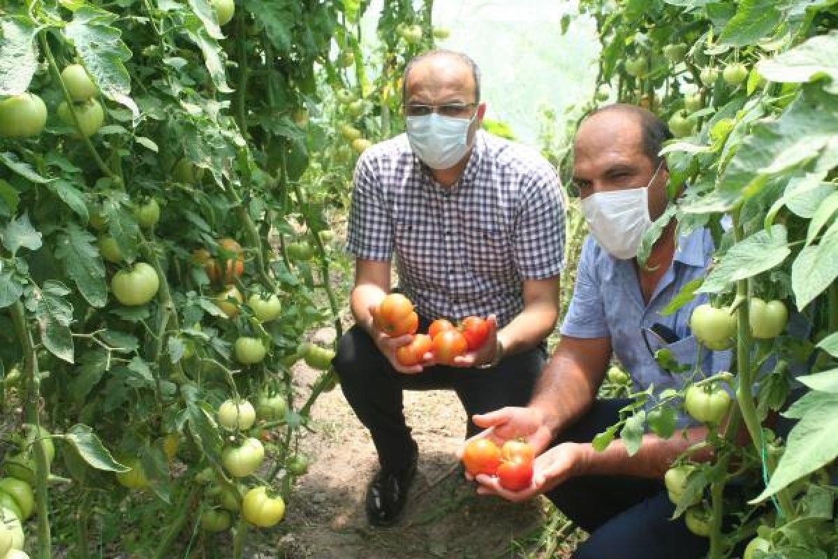 Mersin'de okul bahçesinde organik tarım yapıldı