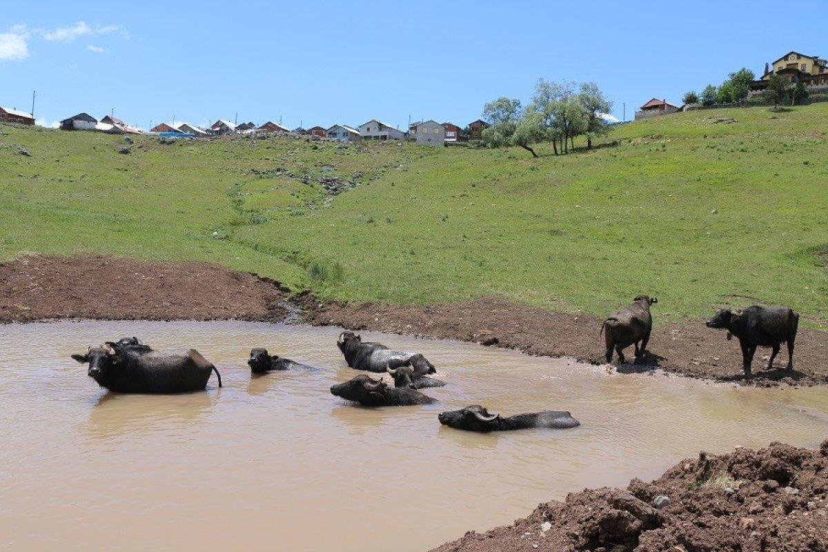 Ordu'da mandaların göldeki görüntüsü Afrika'yı aratmıyor