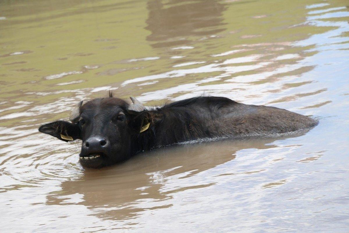 Ordu'da mandaların göldeki görüntüsü Afrika'yı aratmıyor