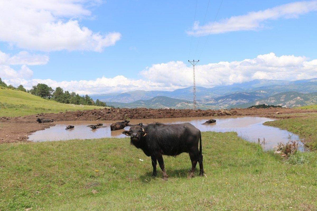 Ordu'da mandaların göldeki görüntüsü Afrika'yı aratmıyor