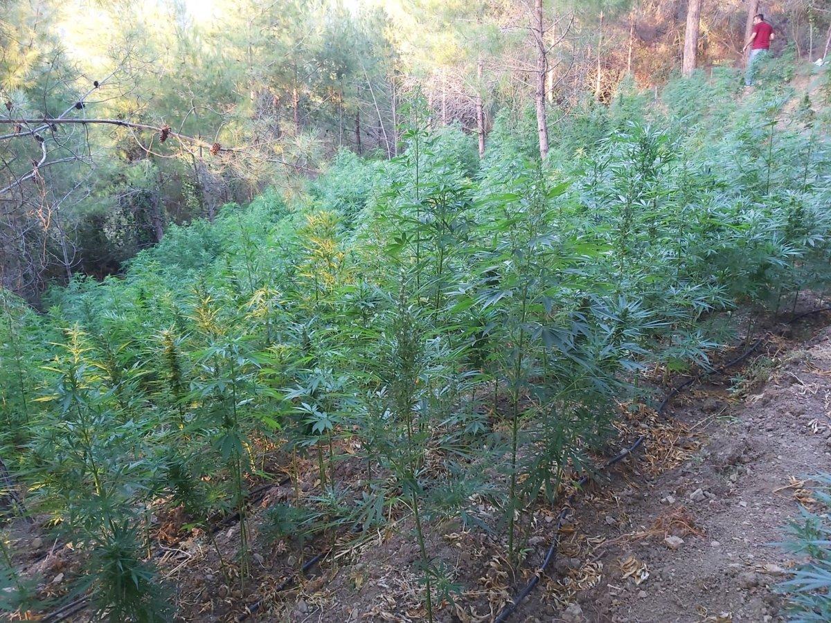 Hatay'da ormanlık alanı kenevir tarlasına çevirdiler