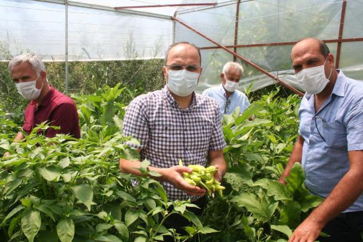 Mersin'de okul bahçesinde organik tarım yapıldı
