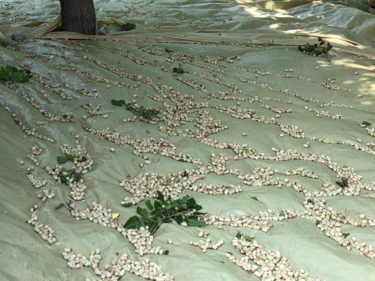 Kars'ta dutların yetişmesiyle pekmez yapımına başlandı