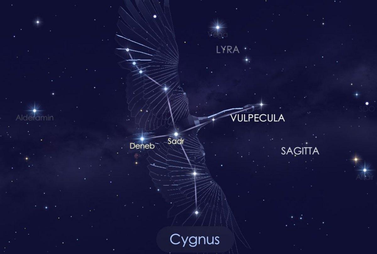 Cygnus nedir