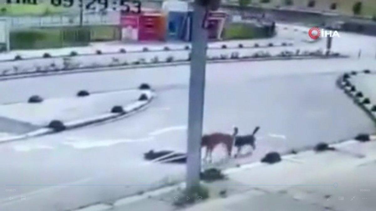 Maltepe'de bir şahıs köpeğin üzerinden aracıyla geçti