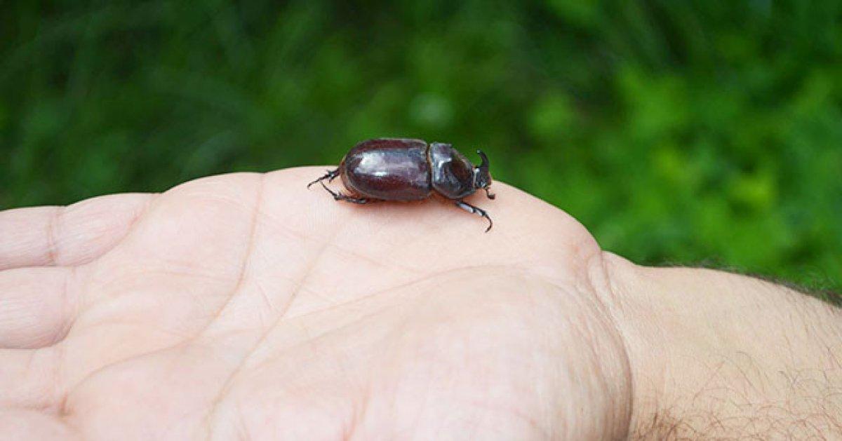 Gergedan böceği nedir