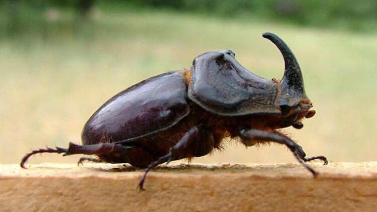 Gergedan böceği nedir