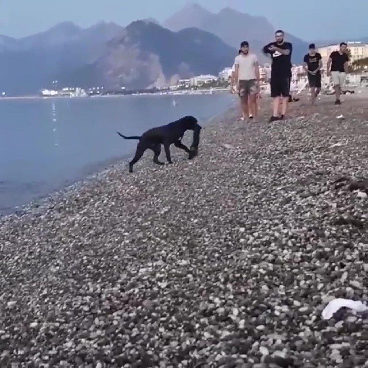 Antalya'da sahildeki insan atıklarını köpek topladı