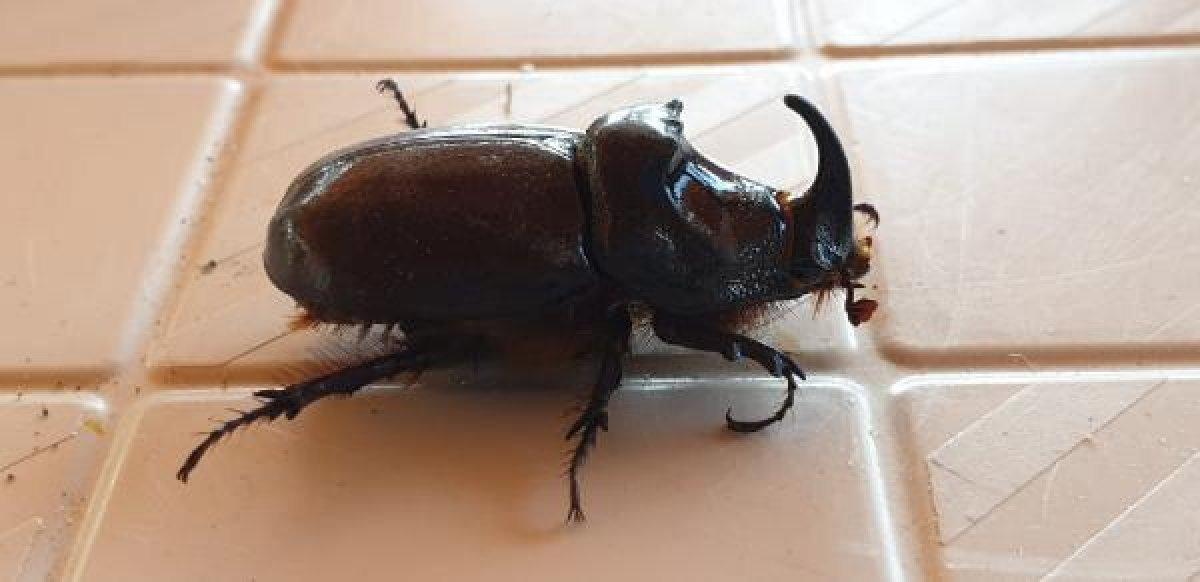 Çanakkale'de kampta görüldü, tatilcilerin ilgi odağı oldu