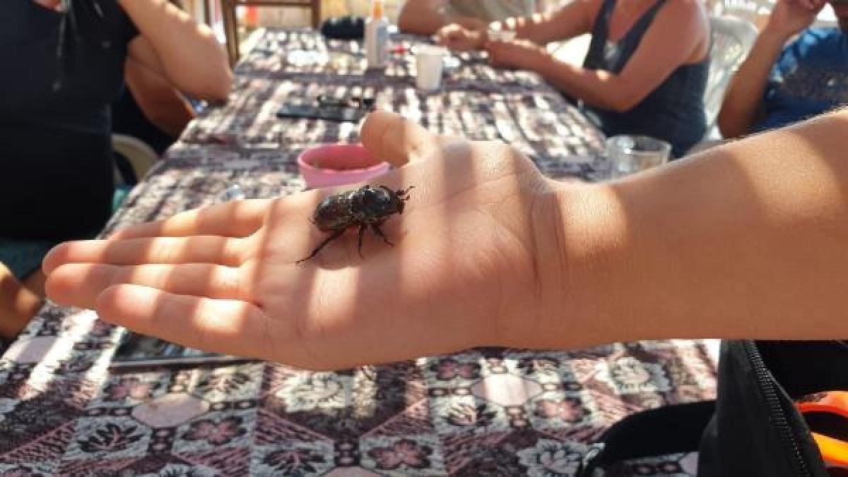 Çanakkale'de kampta görüldü, tatilcilerin ilgi odağı oldu