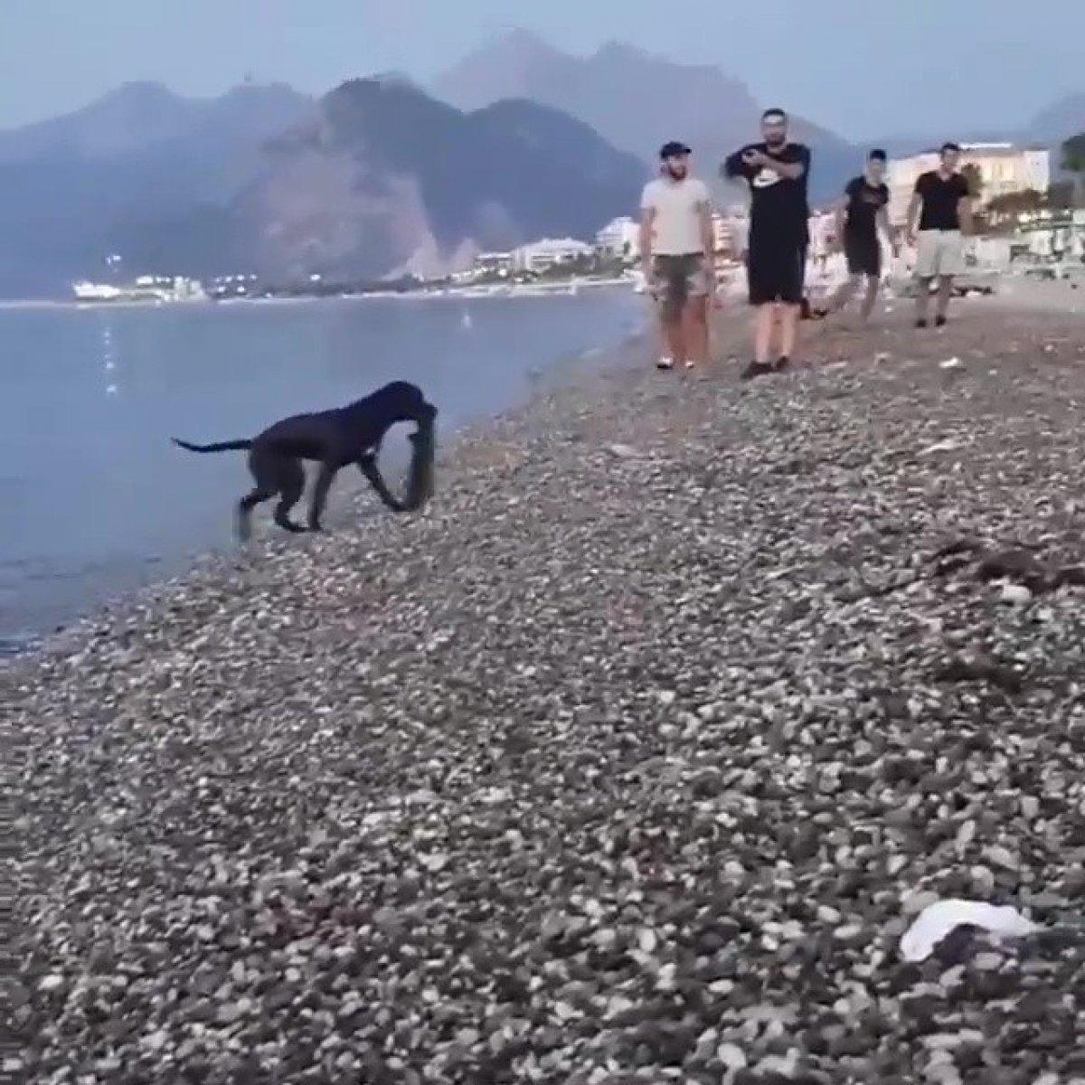 Antalya'da sahildeki insan atıklarını köpek topladı