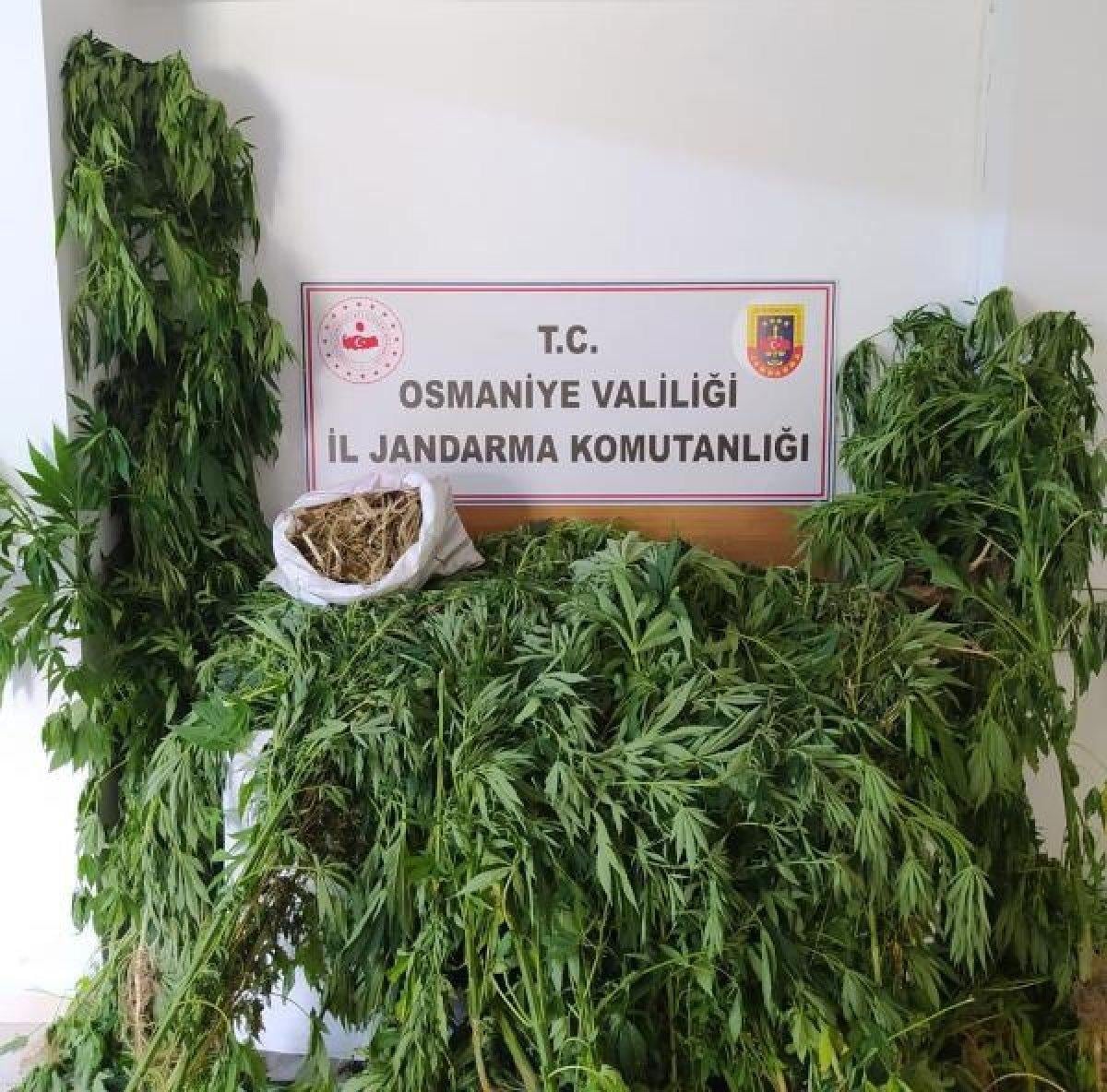 Osmaniye'de 182 kök kenevir bitkisi ele geçirildi